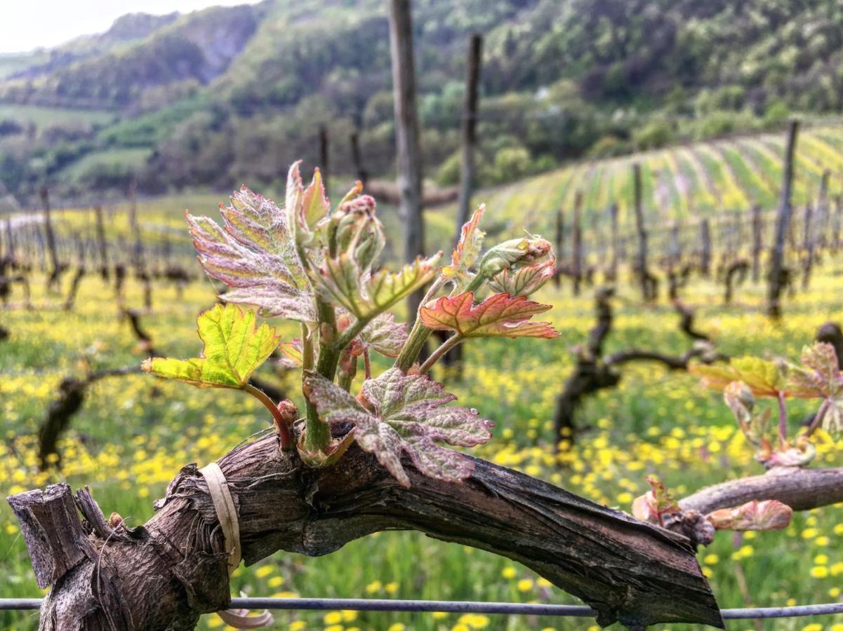 Cascina Bertolotto Wine Resort Spigno Monferrato Eksteriør bilde