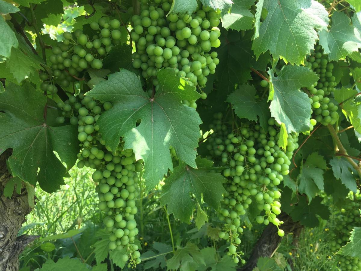 Cascina Bertolotto Wine Resort Spigno Monferrato Eksteriør bilde